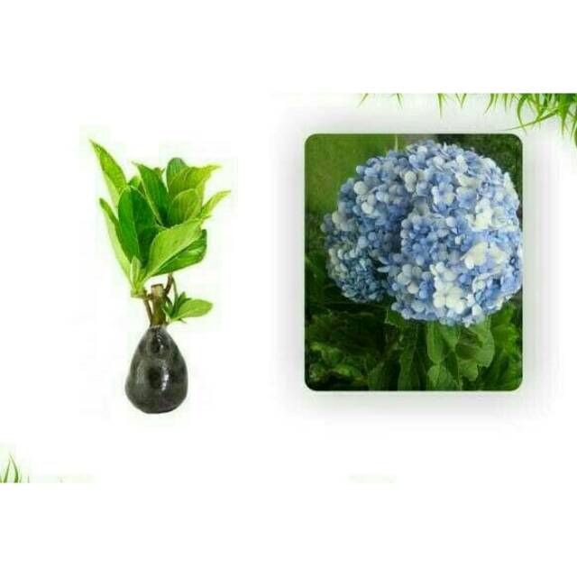 Detail Bunga Hydrangea Biru Nomer 53