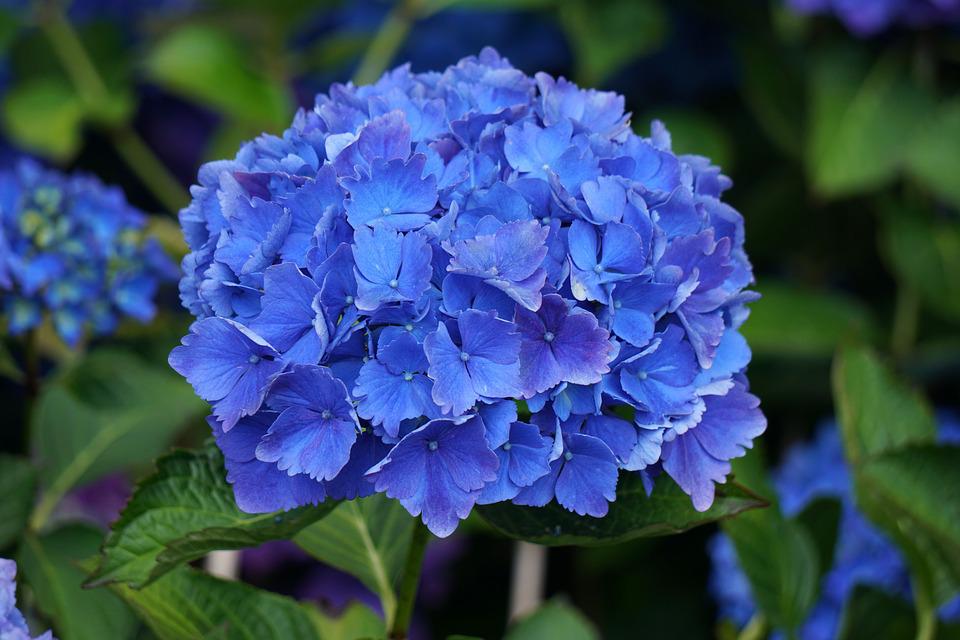 Detail Bunga Hydrangea Biru Nomer 54