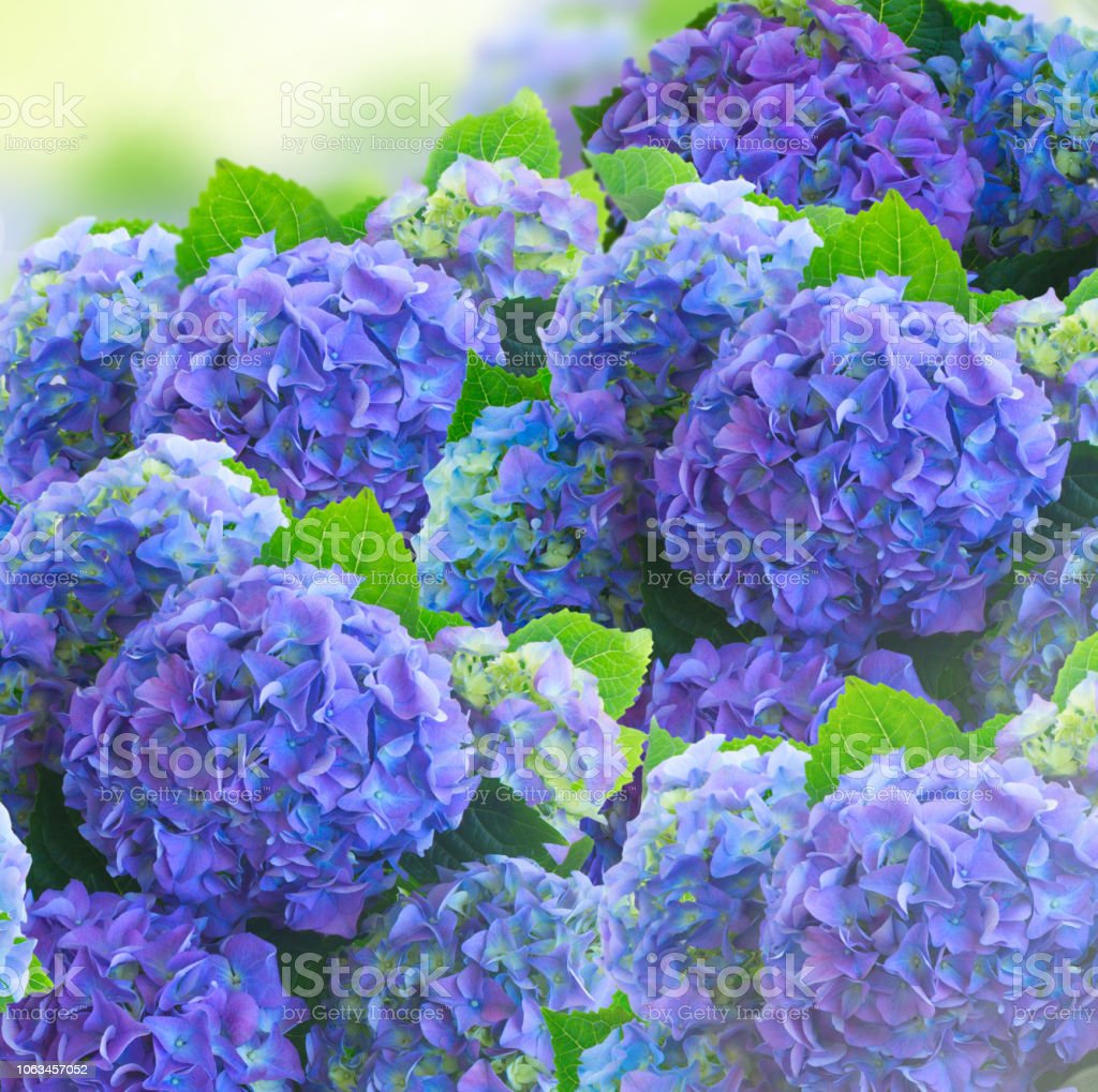Detail Bunga Hydrangea Biru Nomer 55