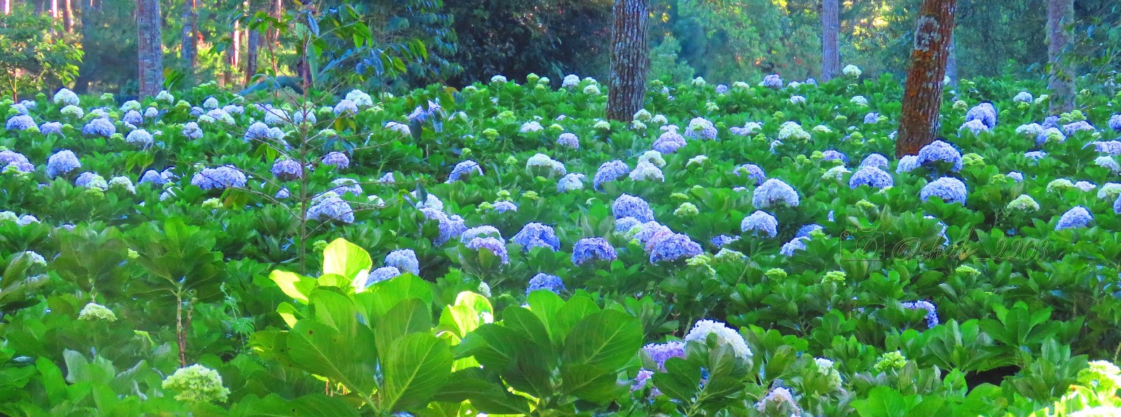 Detail Bunga Hydrangea Biru Nomer 56