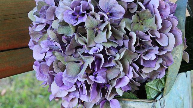 Detail Bunga Hydrangea Biru Nomer 57