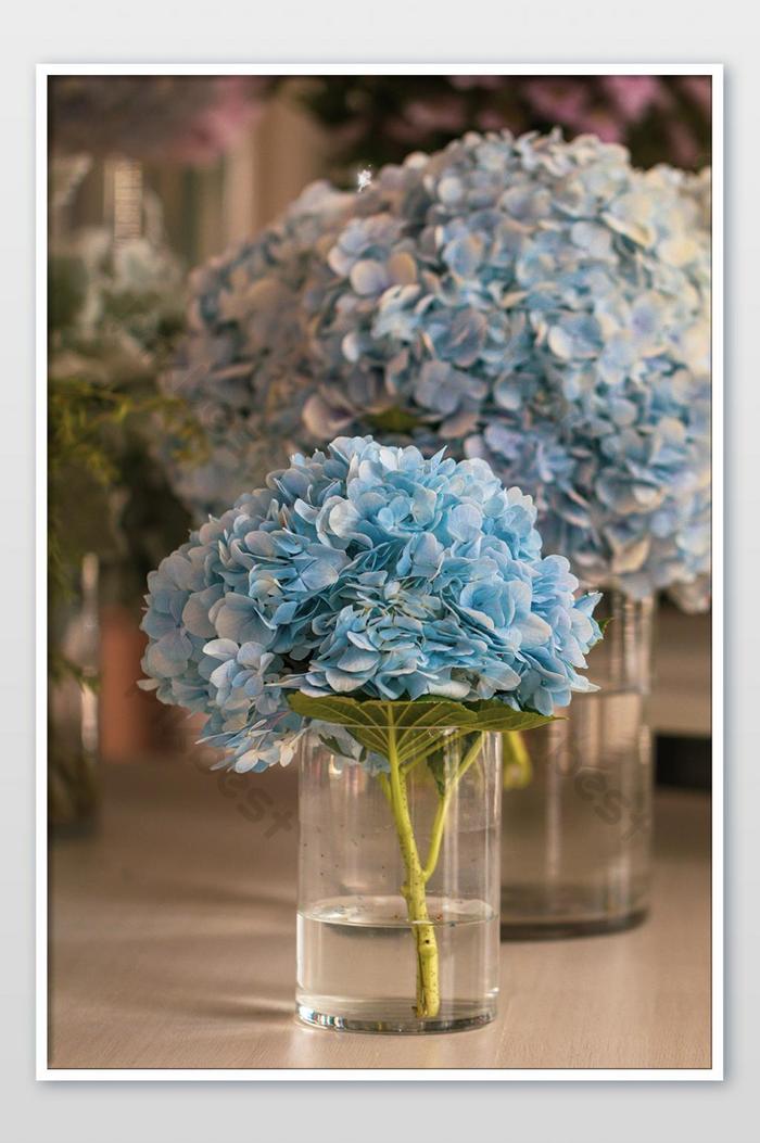 Detail Bunga Hydrangea Biru Nomer 58