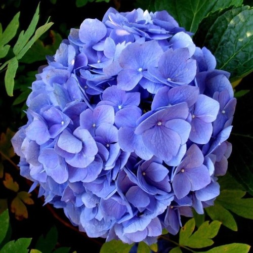 Detail Bunga Hydrangea Biru Nomer 7