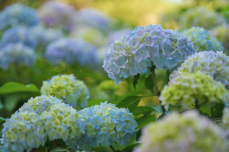 Detail Bunga Hydrangea Biru Nomer 8