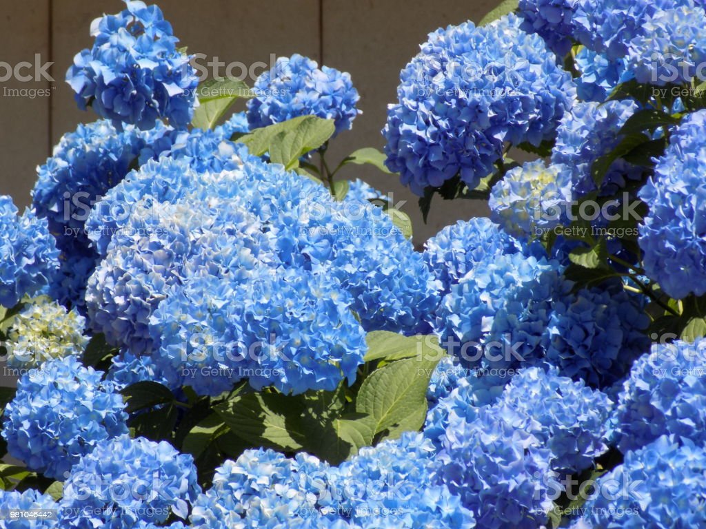 Detail Bunga Hydrangea Biru Nomer 9