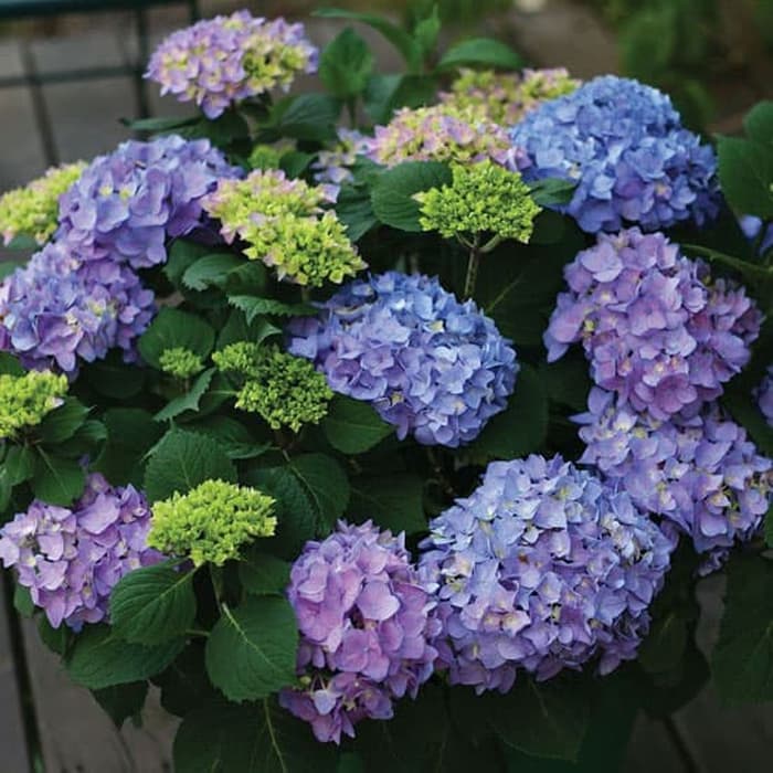 Detail Bunga Hydrangea Biru Nomer 10