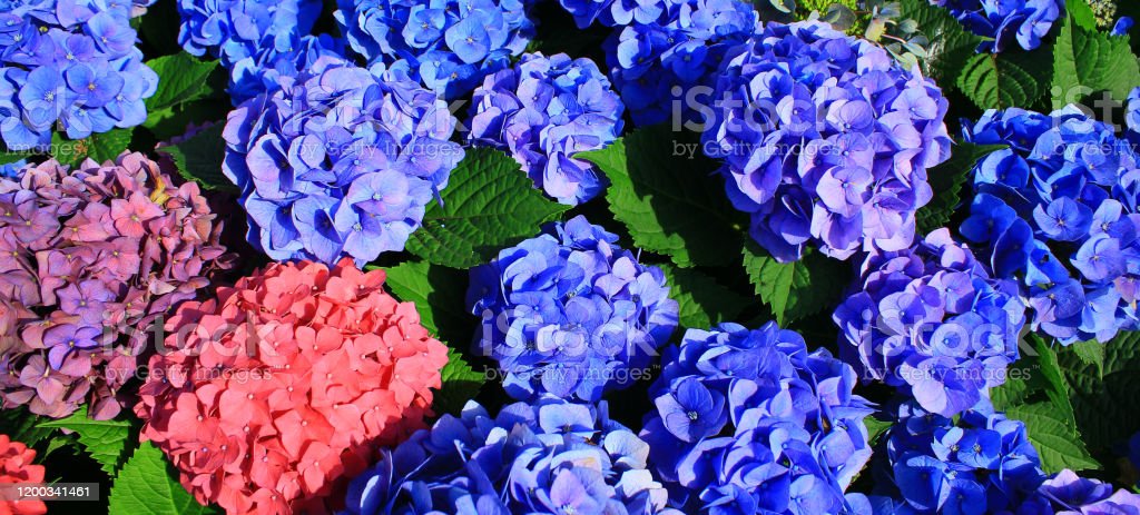 Detail Bunga Hydrangea Ungu Nomer 15