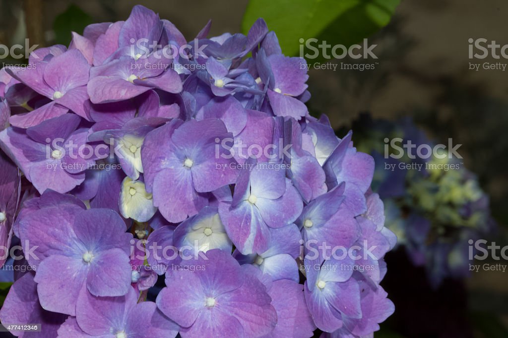 Detail Bunga Hydrangea Ungu Nomer 16