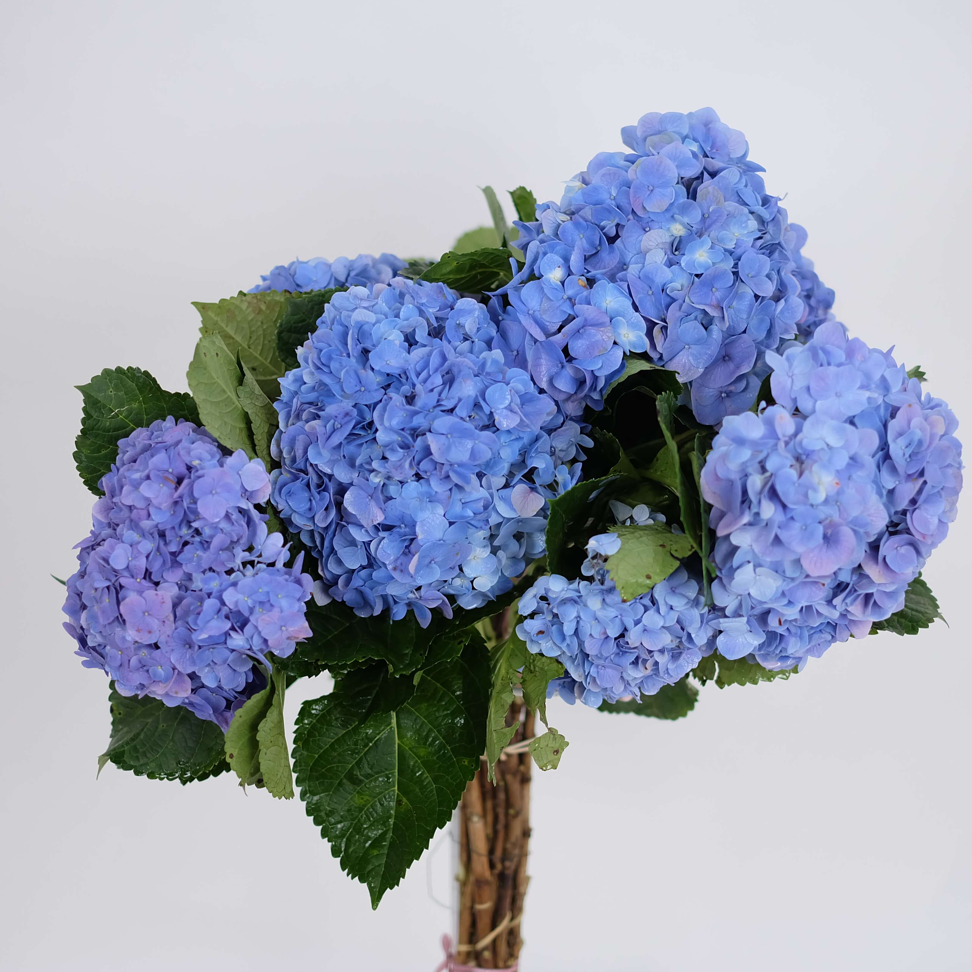 Detail Bunga Hydrangea Ungu Nomer 3