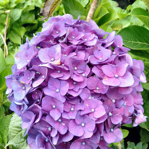 Detail Bunga Hydrangea Ungu Nomer 21