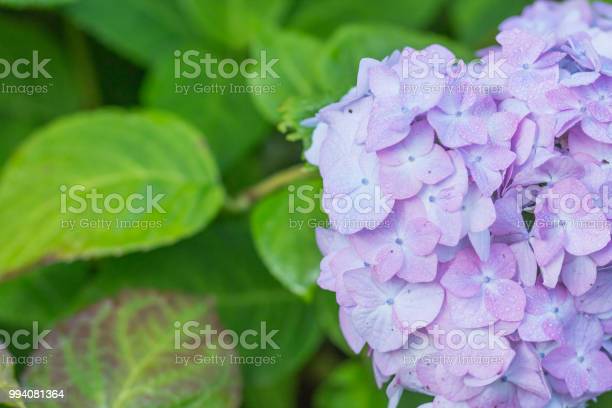 Detail Bunga Hydrangea Ungu Nomer 23