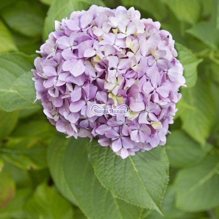 Detail Bunga Hydrangea Ungu Nomer 28