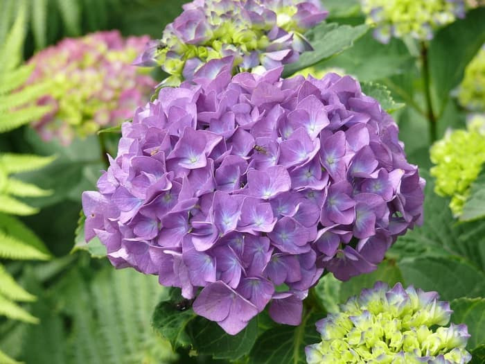 Detail Bunga Hydrangea Ungu Nomer 32