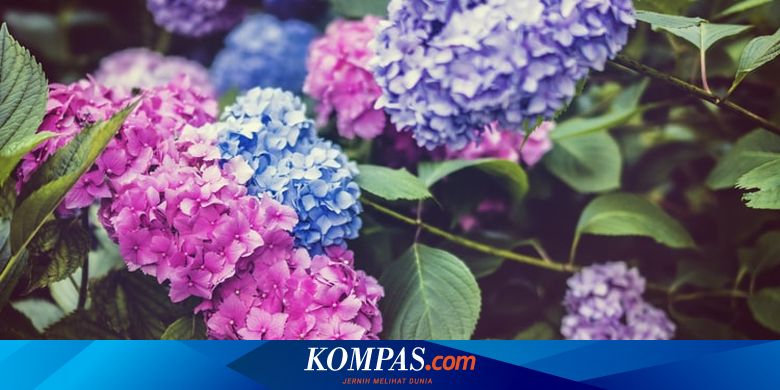 Detail Bunga Hydrangea Ungu Nomer 33