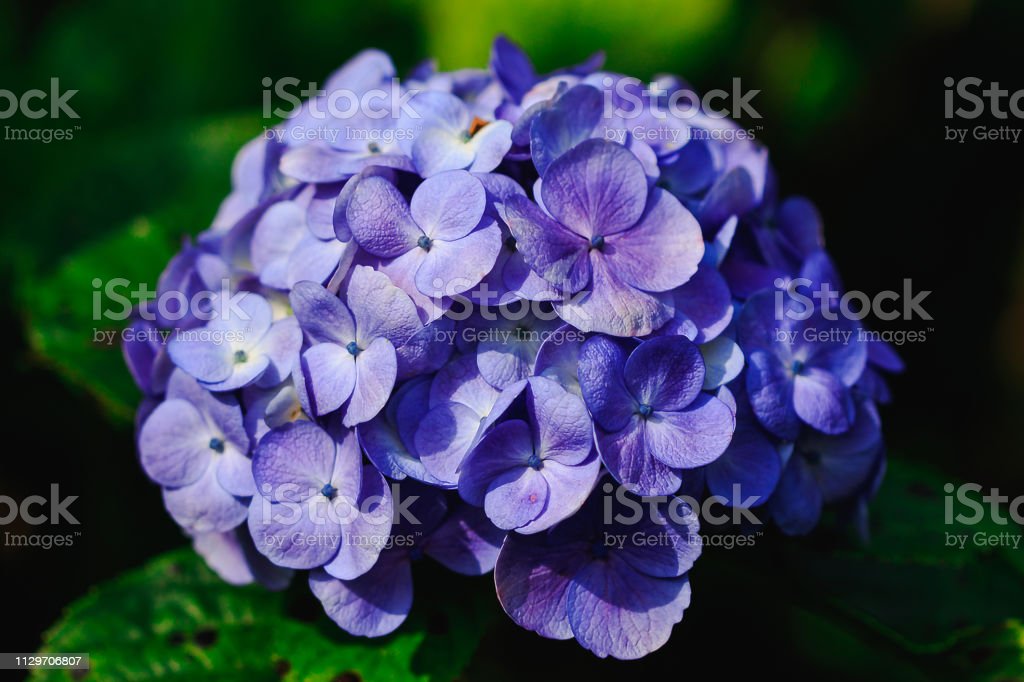 Detail Bunga Hydrangea Ungu Nomer 36