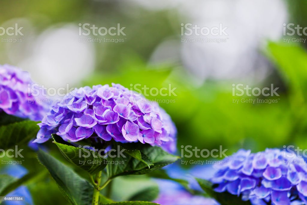 Detail Bunga Hydrangea Ungu Nomer 38