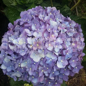 Detail Bunga Hydrangea Ungu Nomer 5