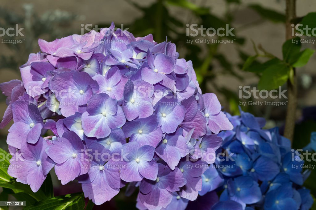 Detail Bunga Hydrangea Ungu Nomer 41