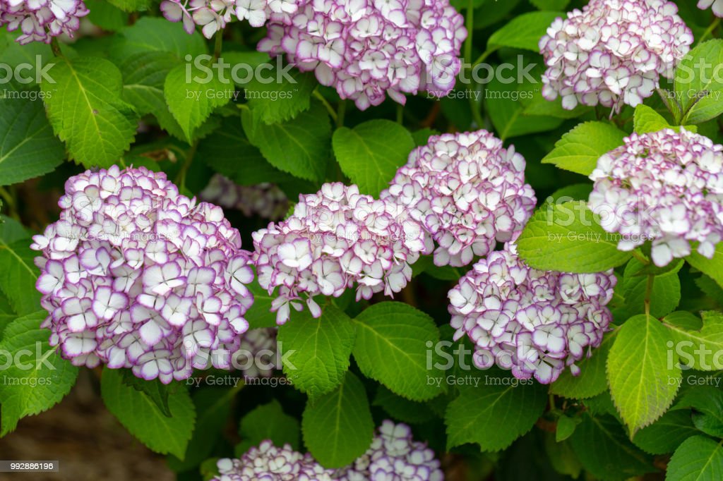 Detail Bunga Hydrangea Ungu Nomer 44