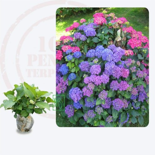 Detail Bunga Hydrangea Ungu Nomer 47