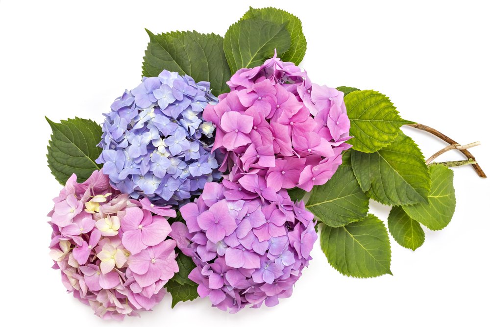 Detail Bunga Hydrangea Ungu Nomer 50