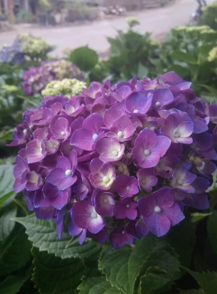 Detail Bunga Hydrangea Ungu Nomer 52