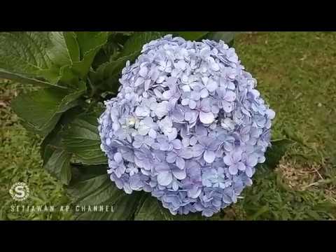 Detail Bunga Hydrangea Ungu Nomer 54