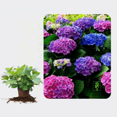 Detail Bunga Hydrangea Ungu Nomer 55