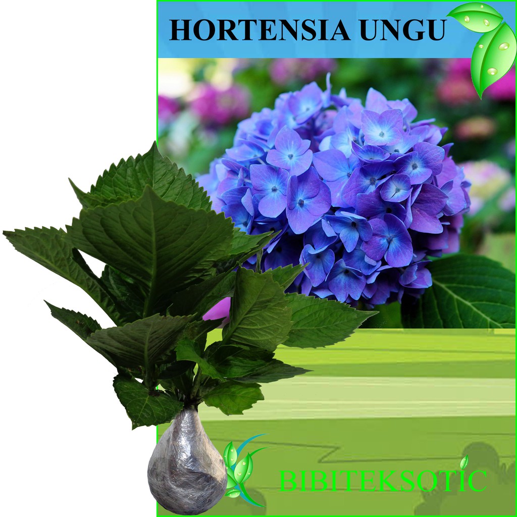 Detail Bunga Hydrangea Ungu Nomer 8