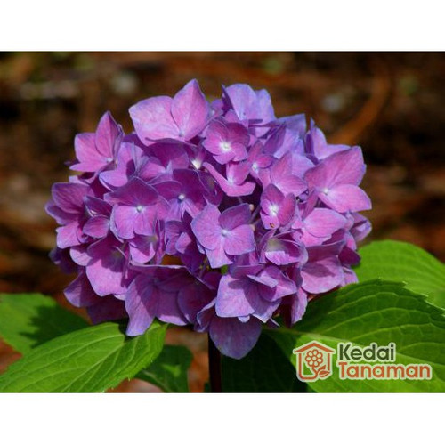 Detail Bunga Hydrangea Ungu Nomer 10