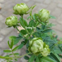 Detail Bunga Ijo Nomer 41