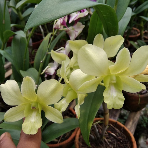 Detail Bunga Ijo Nomer 47