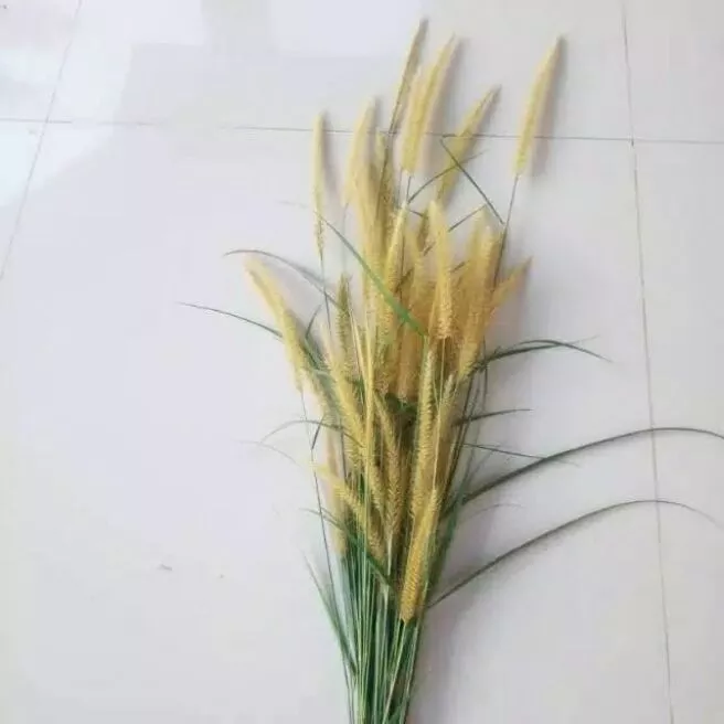 Detail Bunga Ilalang Nomer 9