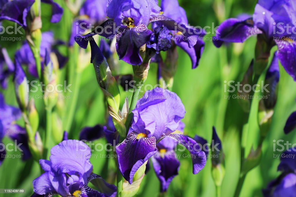 Detail Bunga Iris Biru Nomer 10