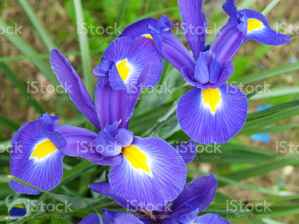 Detail Bunga Iris Biru Nomer 13