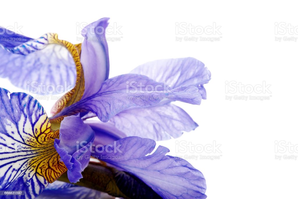 Detail Bunga Iris Biru Nomer 17