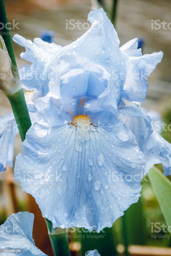 Detail Bunga Iris Biru Nomer 19
