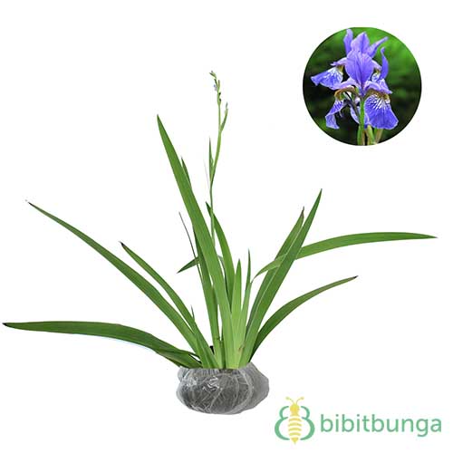 Detail Bunga Iris Biru Nomer 20