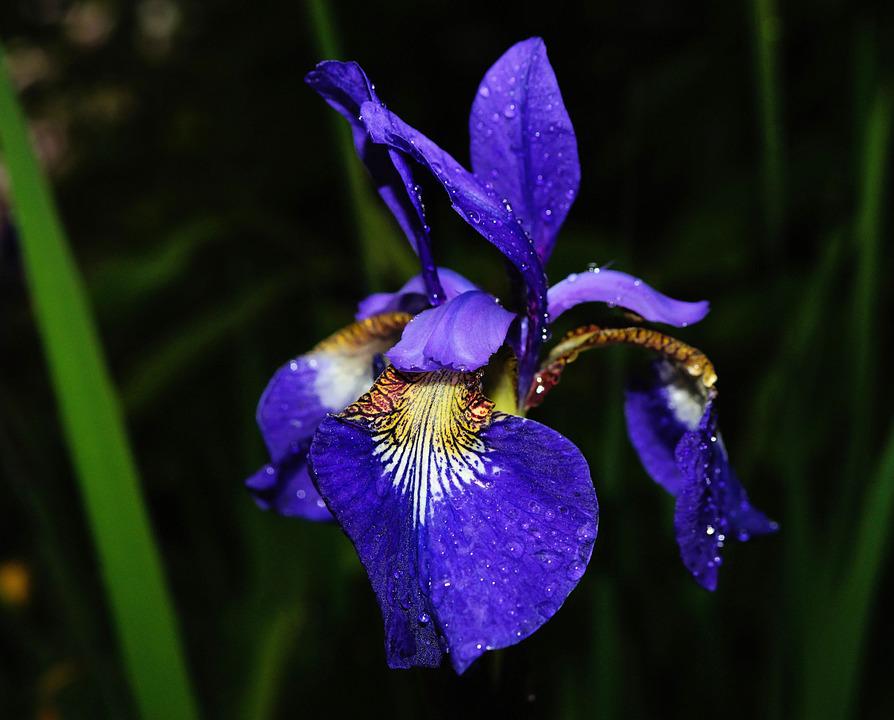 Detail Bunga Iris Biru Nomer 26