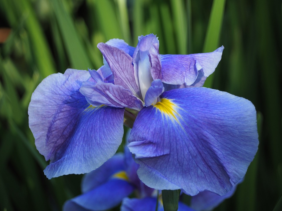 Detail Bunga Iris Biru Nomer 27