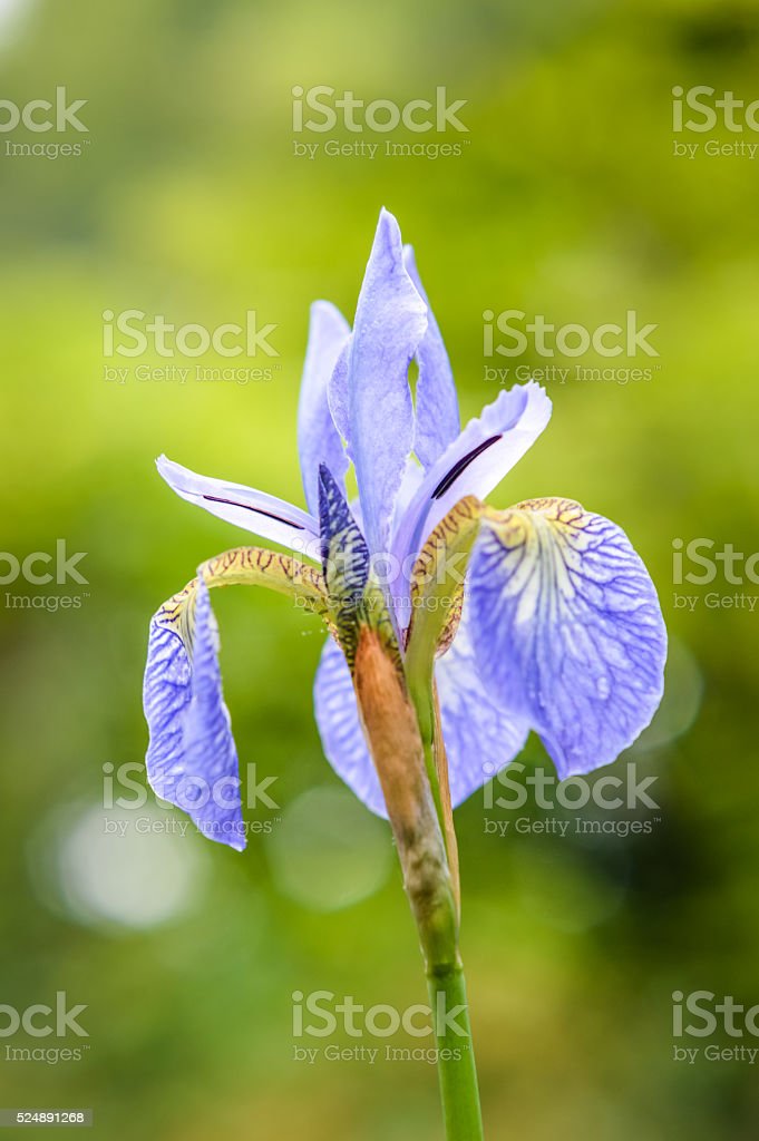 Detail Bunga Iris Biru Nomer 30