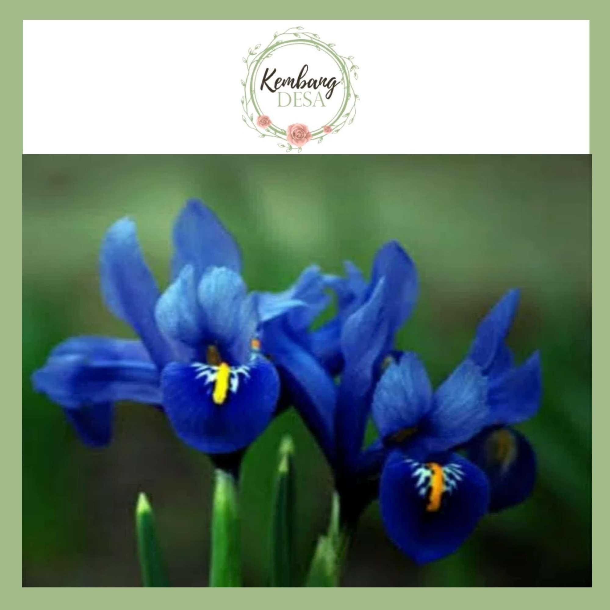 Detail Bunga Iris Biru Nomer 31