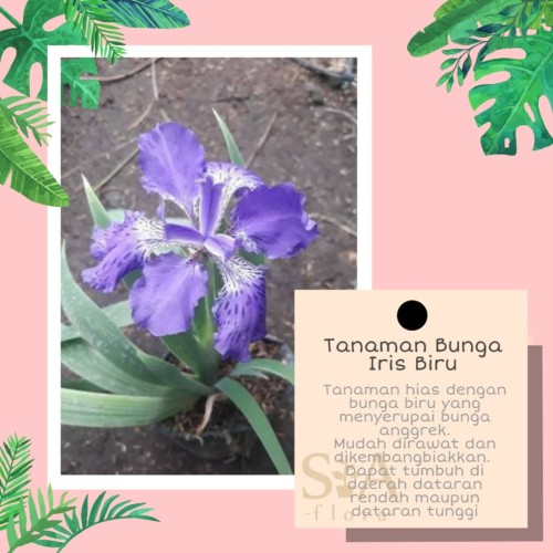 Detail Bunga Iris Biru Nomer 35