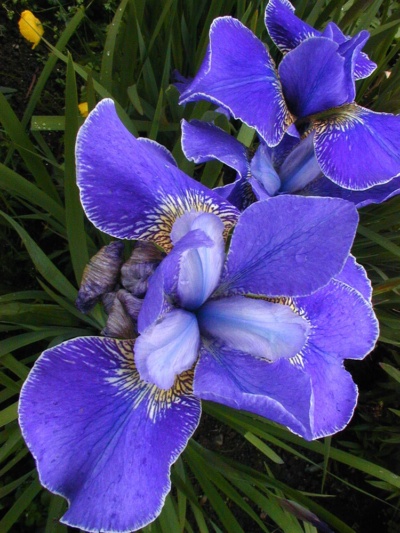 Detail Bunga Iris Biru Nomer 36