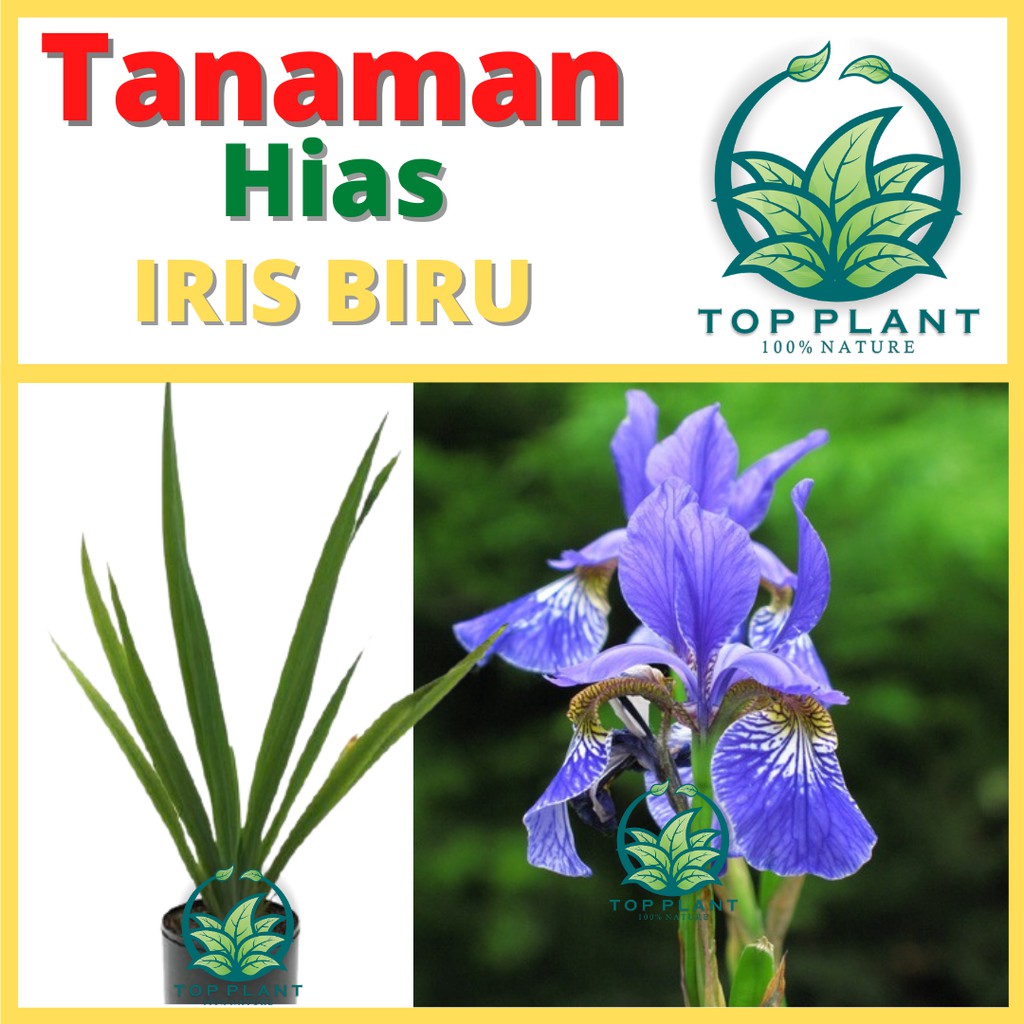 Detail Bunga Iris Biru Nomer 37