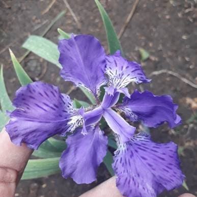 Detail Bunga Iris Biru Nomer 40