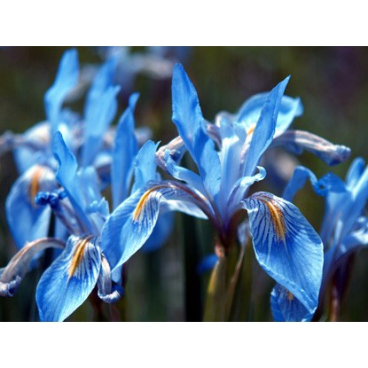 Detail Bunga Iris Biru Nomer 45