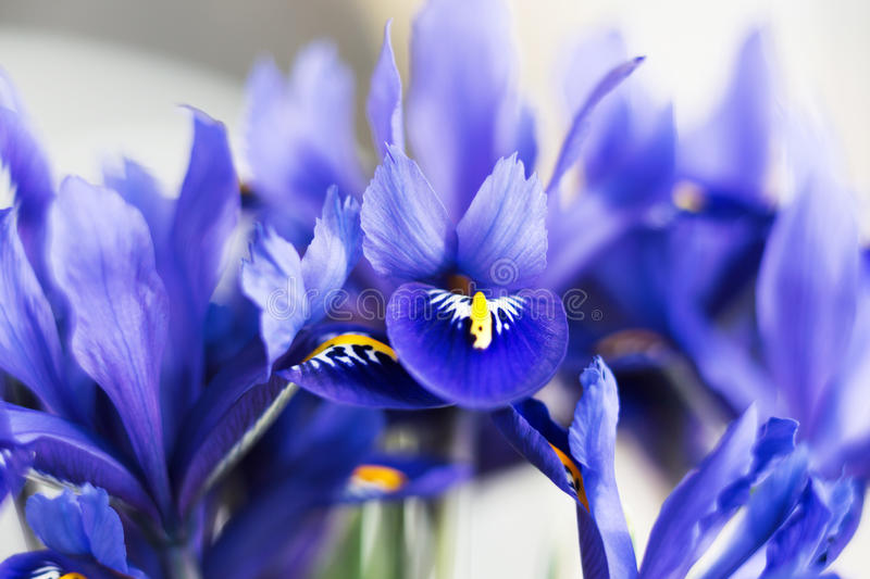 Detail Bunga Iris Biru Nomer 47