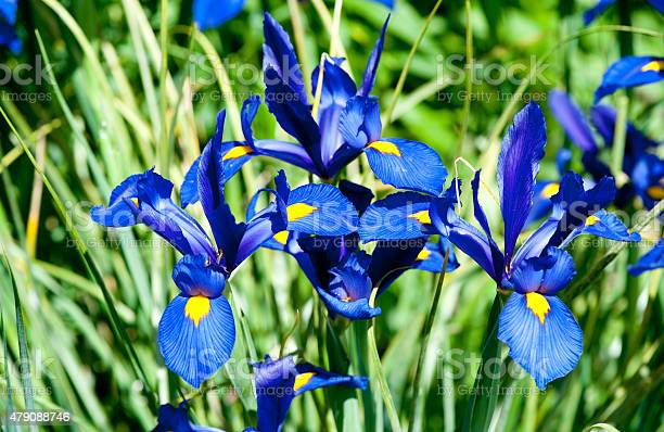 Detail Bunga Iris Biru Nomer 6