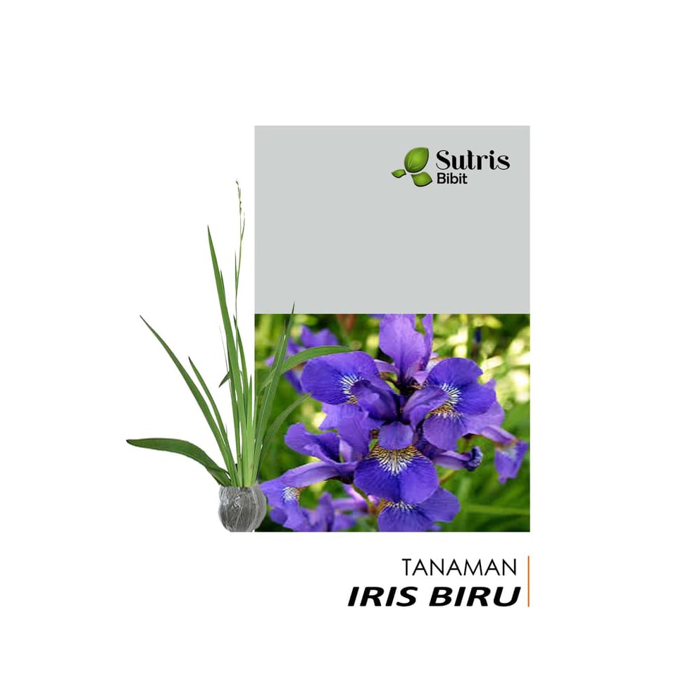 Detail Bunga Iris Biru Nomer 49